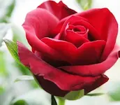 Trang điểm c&ocirc; d&acirc;u